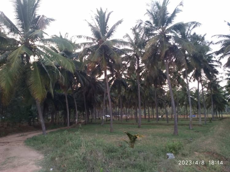 coconut farm land for sale