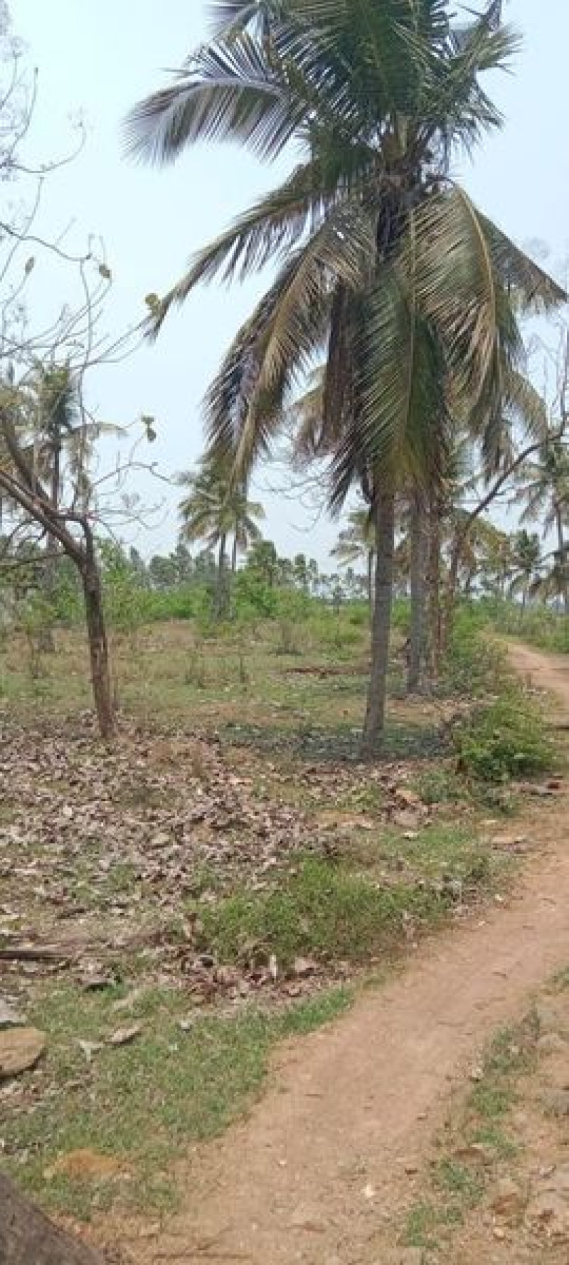 Land sale
