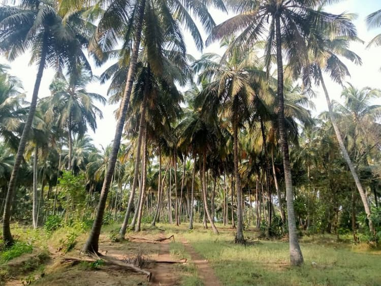 cocnut farm land for sale