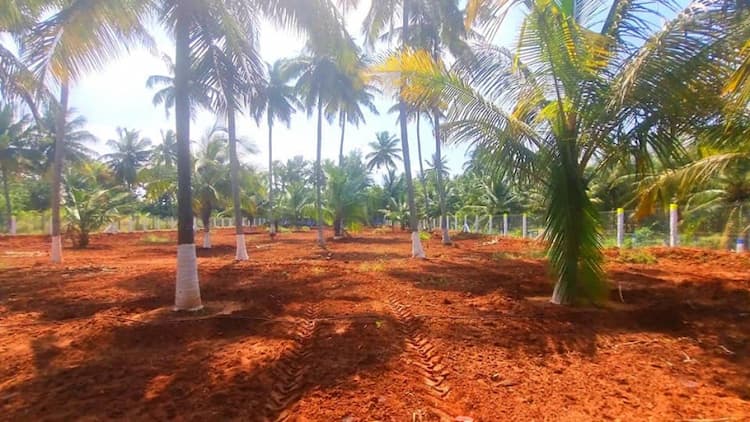 coconut farm land for sale