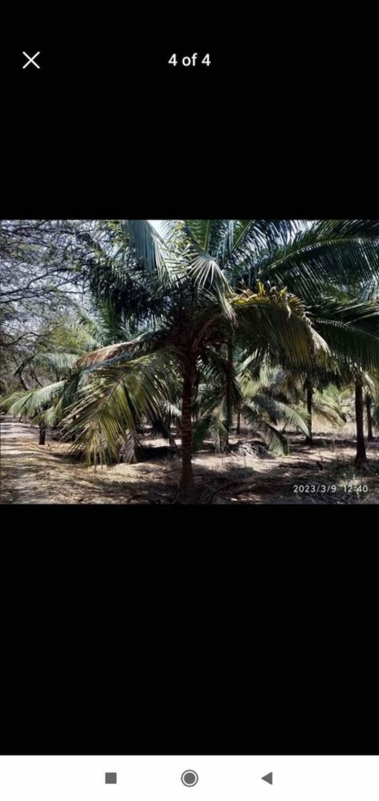 coconut farm land for sale