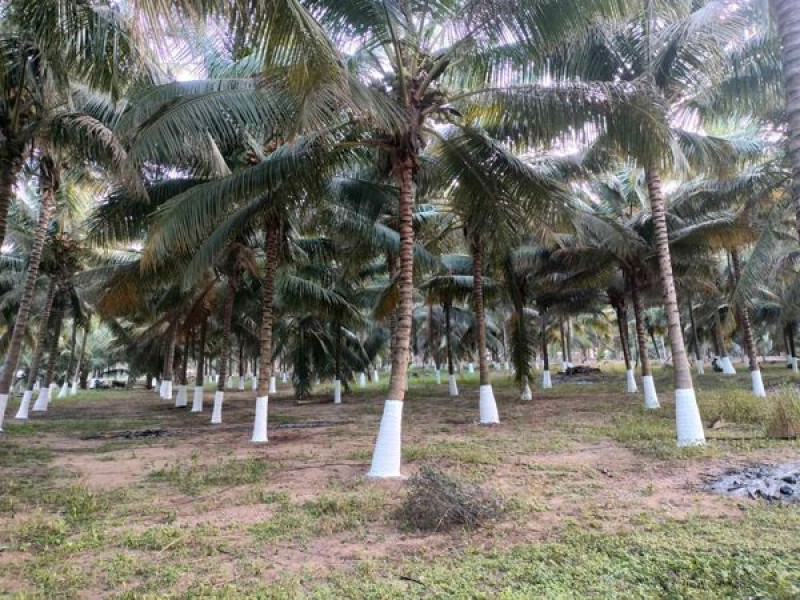 Coconut Farm Land For Sale