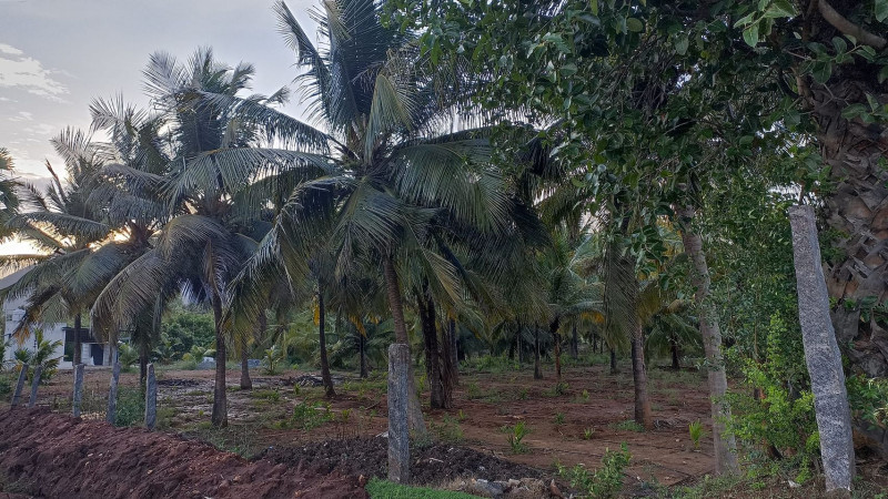 coconut farm land for sale