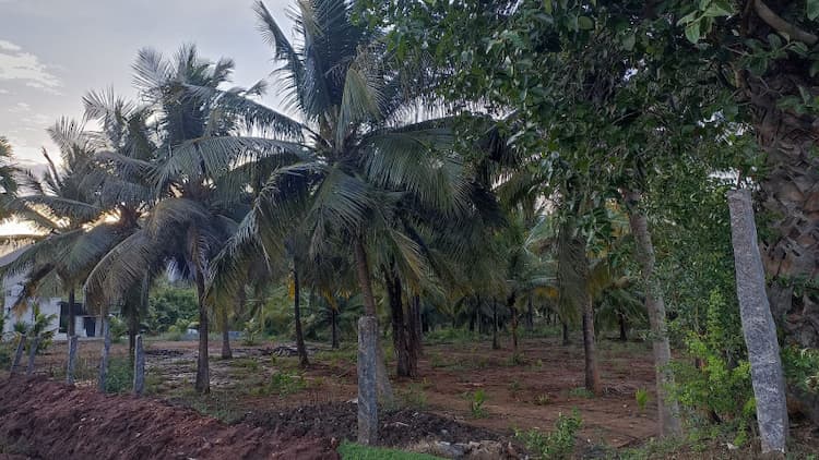 coconut farm land for sale