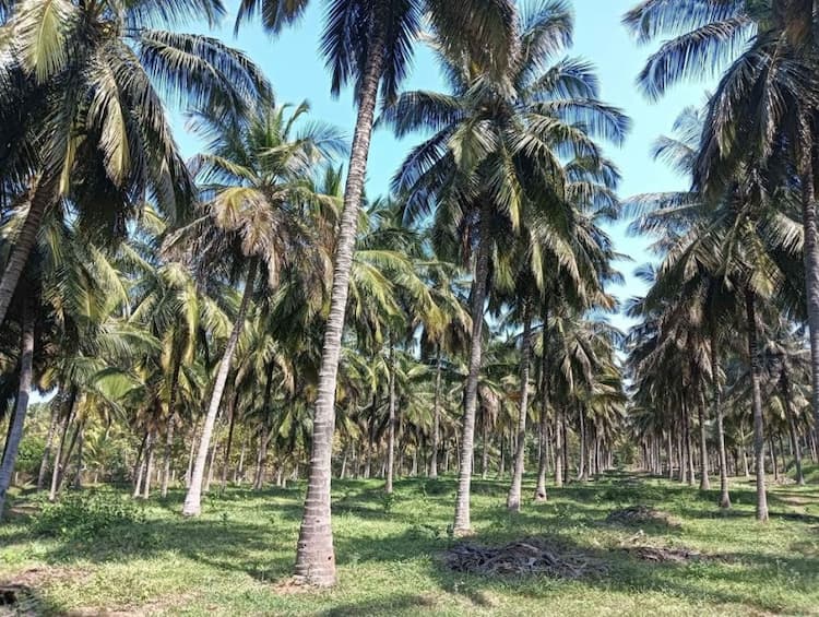 coocnut farm land for sale