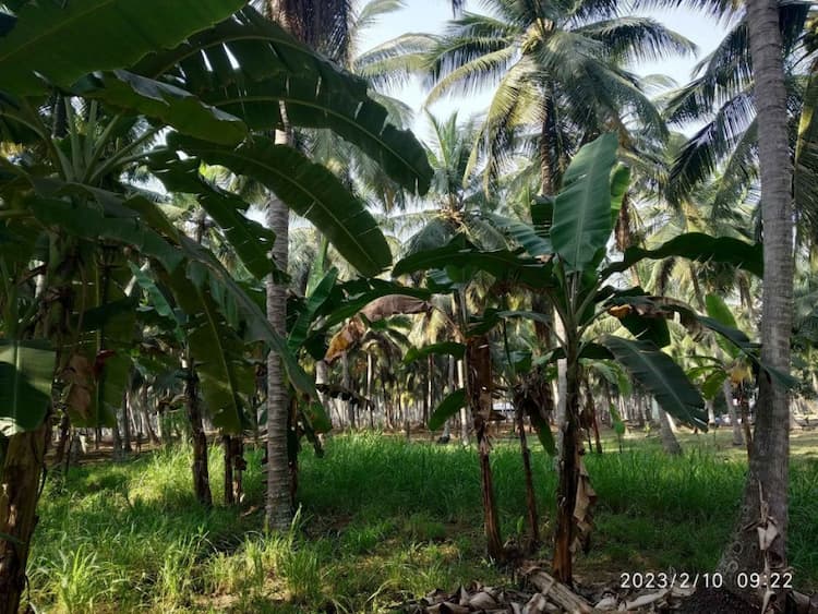 coconut farm land for sale