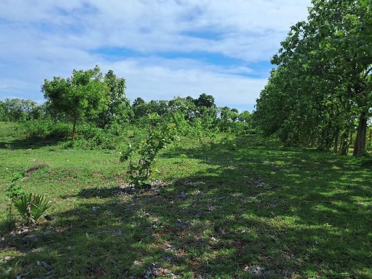 100 ஏக்கர் பரப்பளவு பூமி விற்பனைக்கு