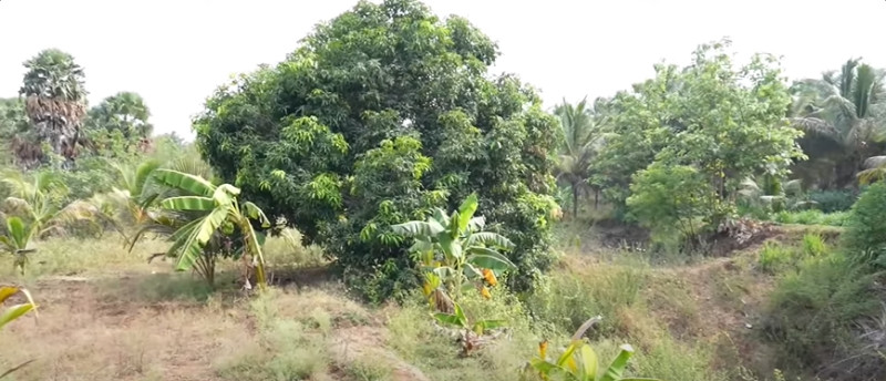 Land with Farm House for Sale