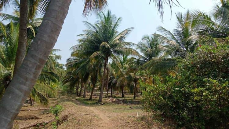 Coconut thottam for sale.