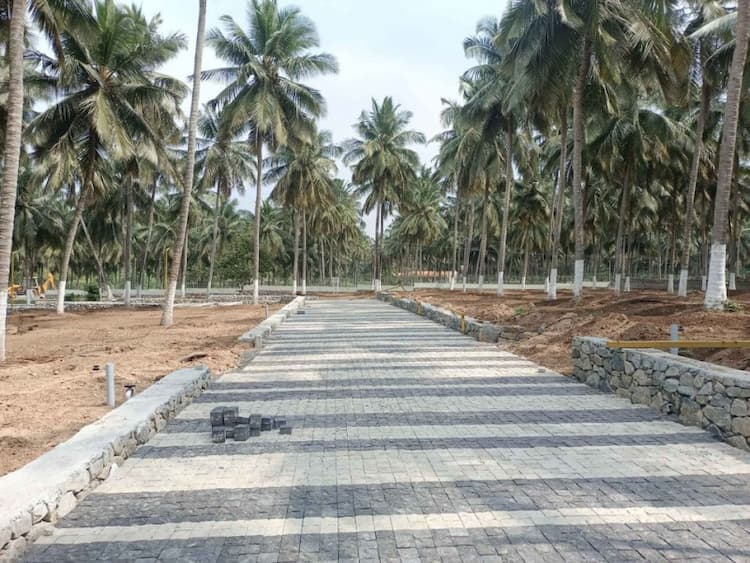 coconut farm land for sale