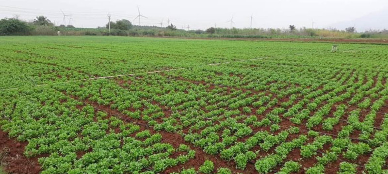 agri land for sale