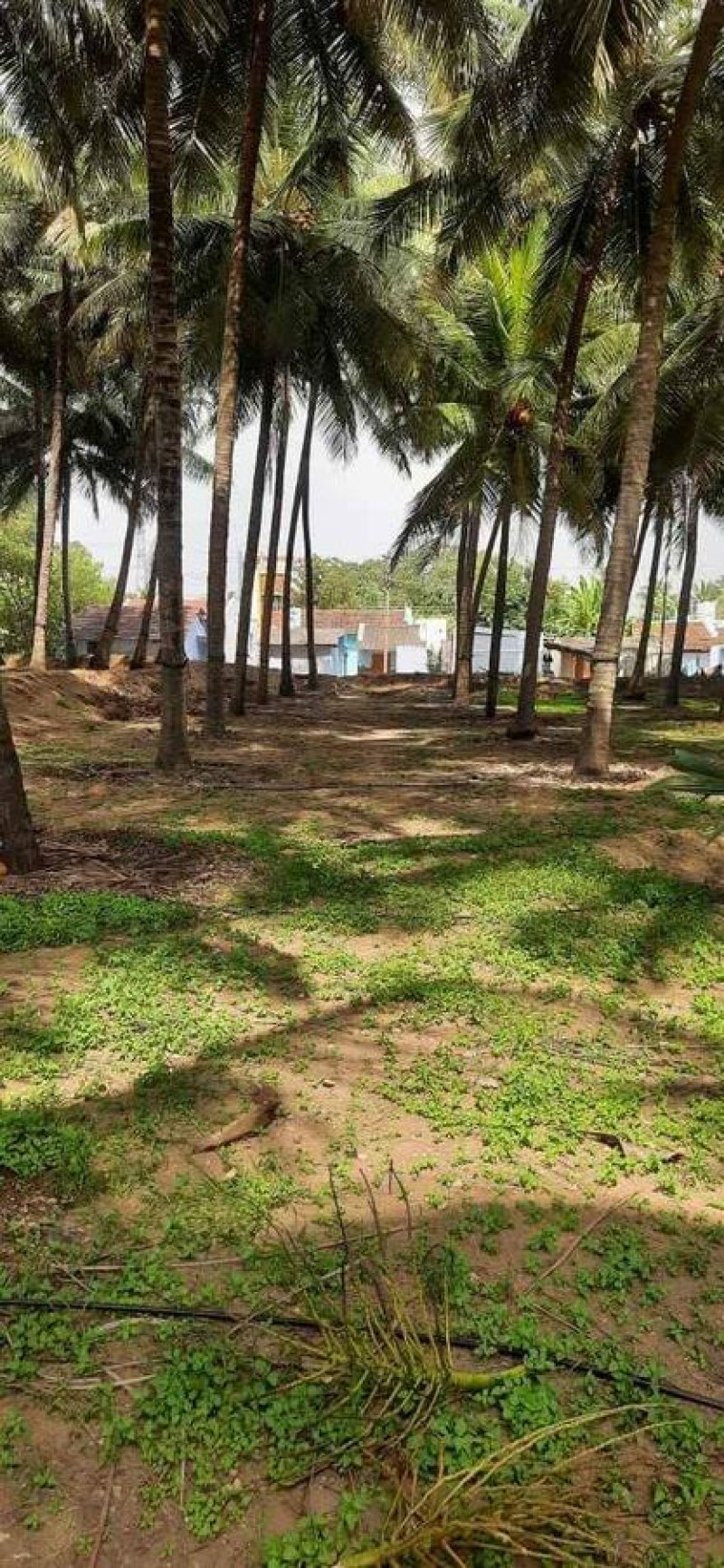 coconut farm land for sale
