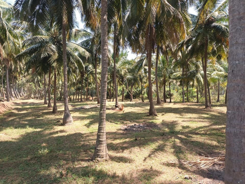 coconut farm for sale