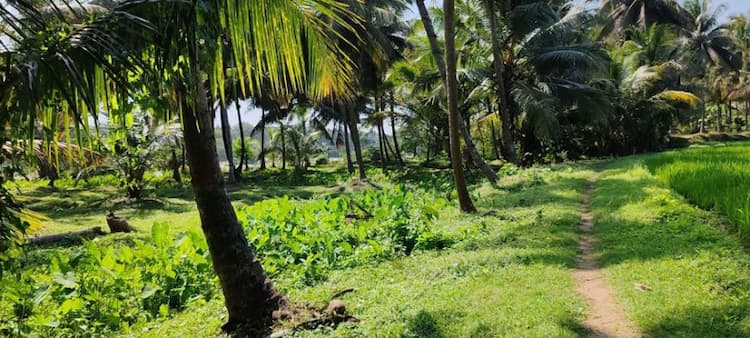 coconut farm land for sale